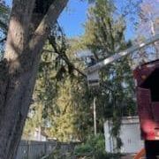 A man is cutting a tree with a crane.