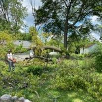 A man is standing in a yard next to a fallen tree.