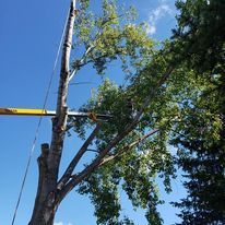 A tree is being cut down by a crane on a sunny day.