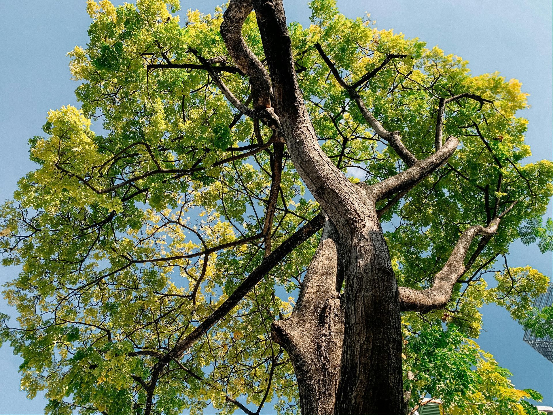 View of a tall tree with green and yellow leaves against a clear blue sky.