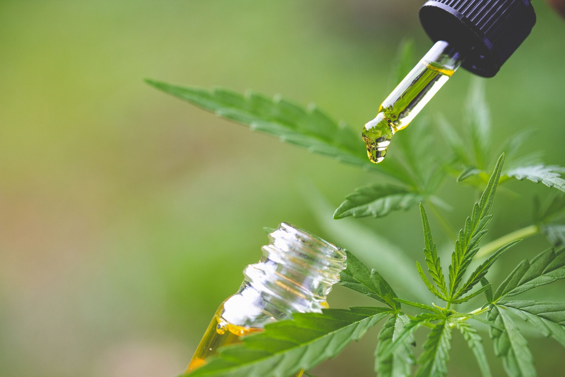 A dropper of CBD oil
