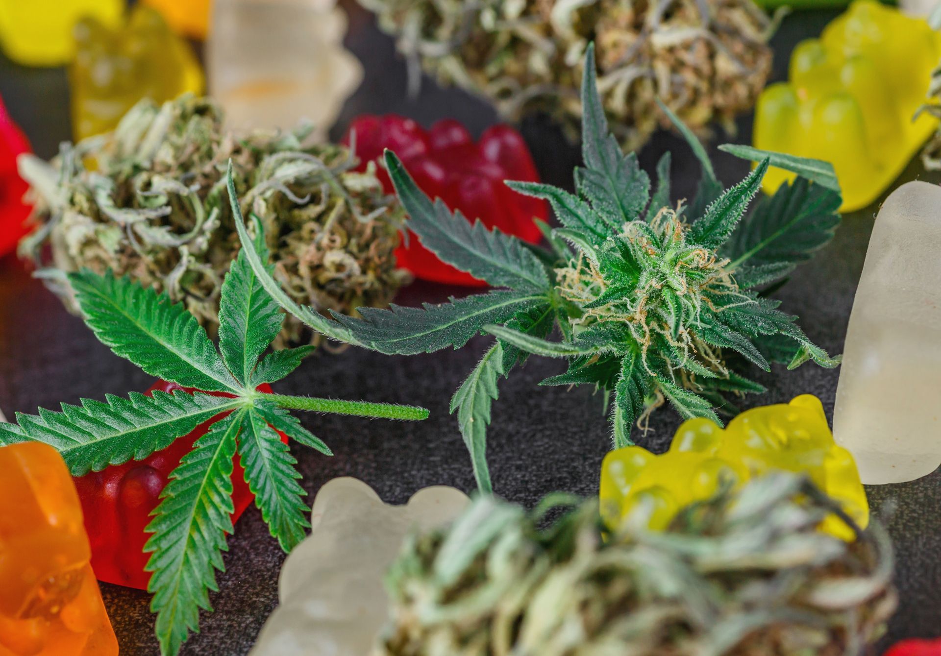 Cannabis buds and leaves with colorful gummy bears on a dark surface