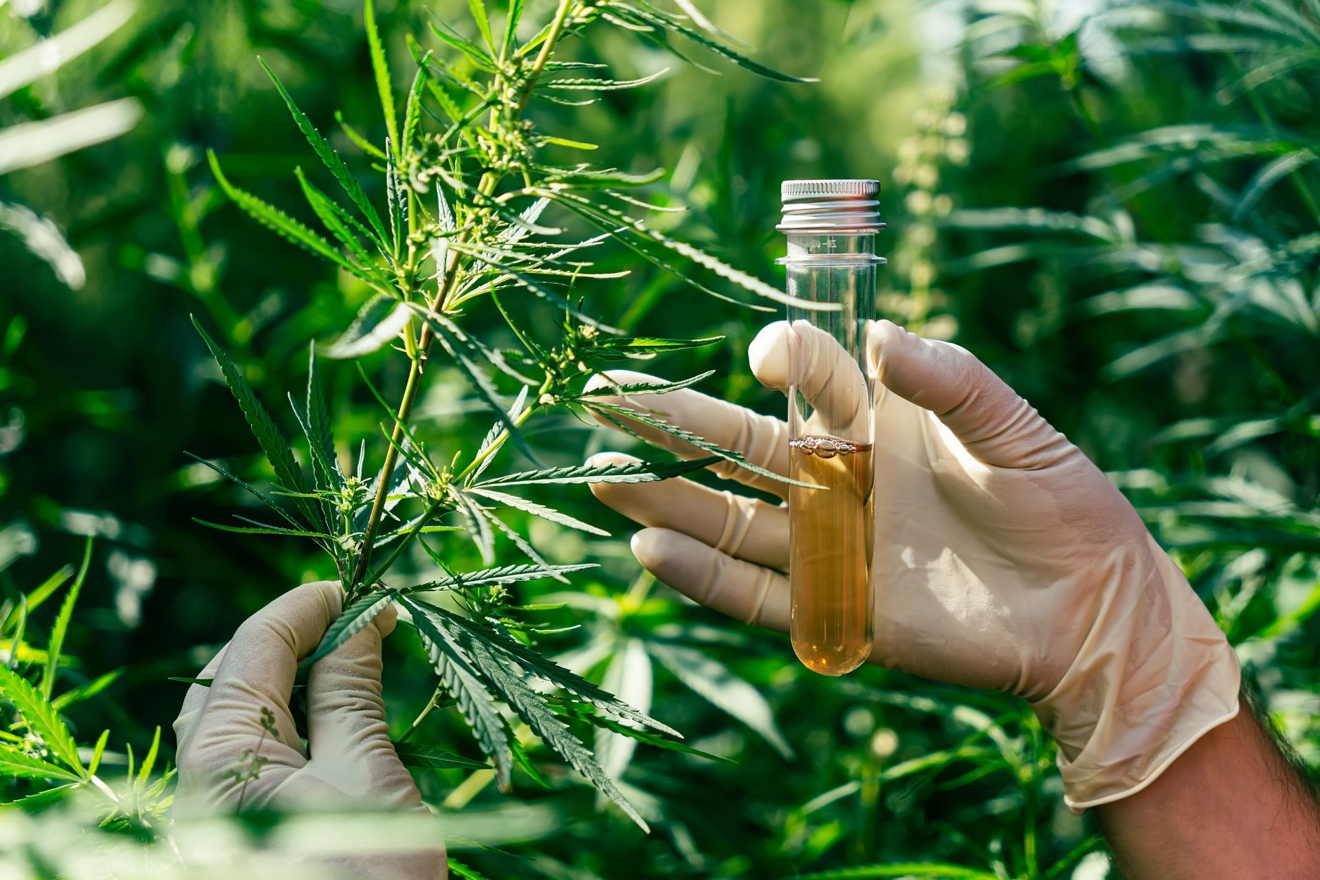 Gloved hands holding a test tube with liquid, examining cannabis leaves in a green outdoor setting