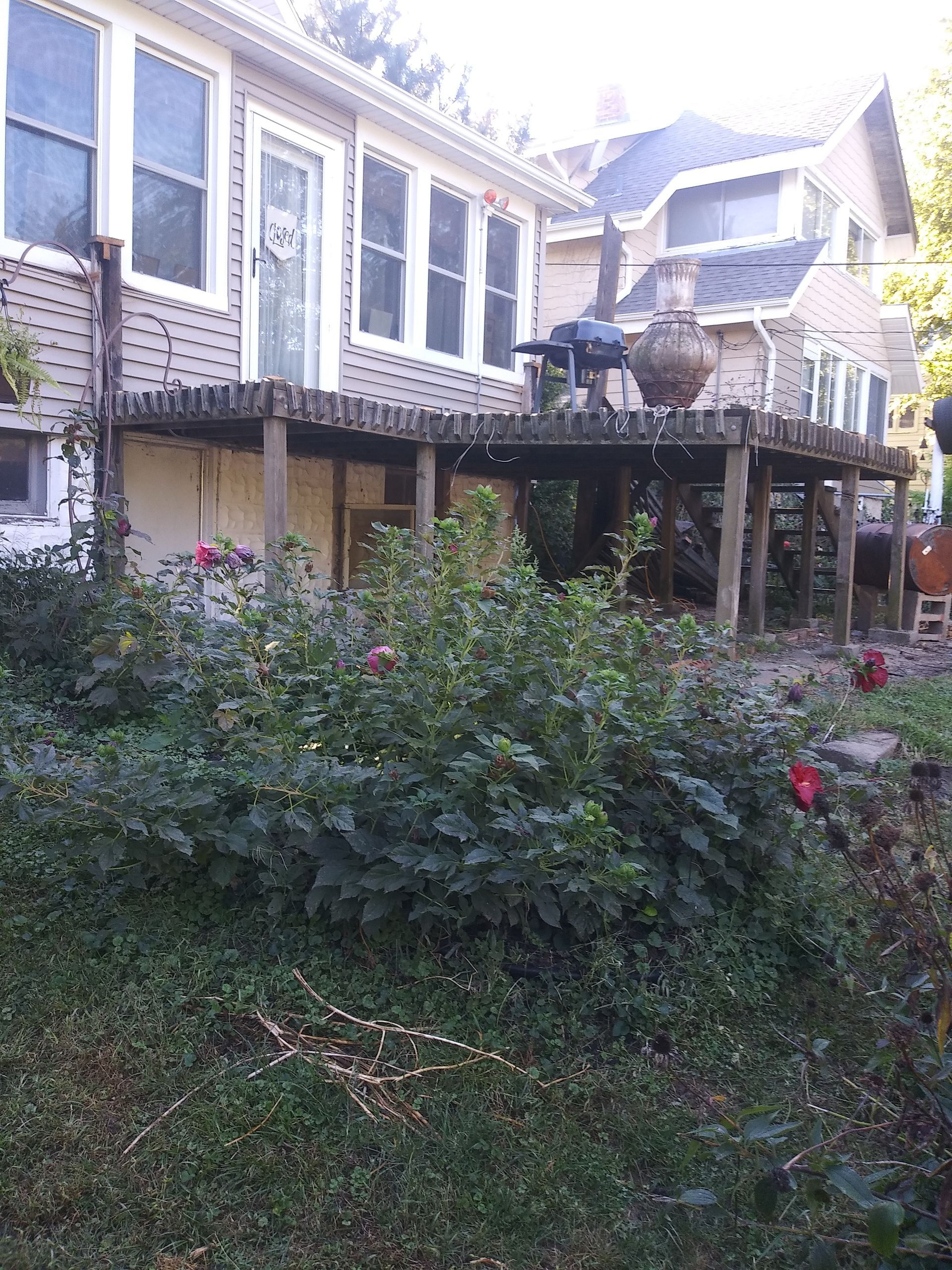 Overgrown backyard garden in front of a white house with a porch and large windows.