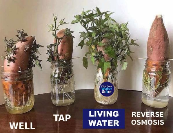 Sweet Potatoes Are Growing in Jars of Water — Chesterfield, MO — Our Free Water Store