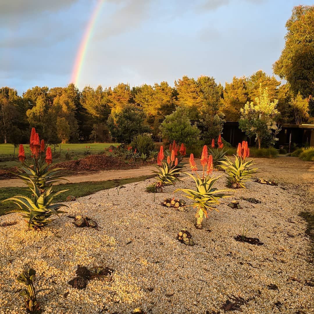 Rainbow over a garden with red-orange aloe vera plants and a gravel bed, with trees in the background.