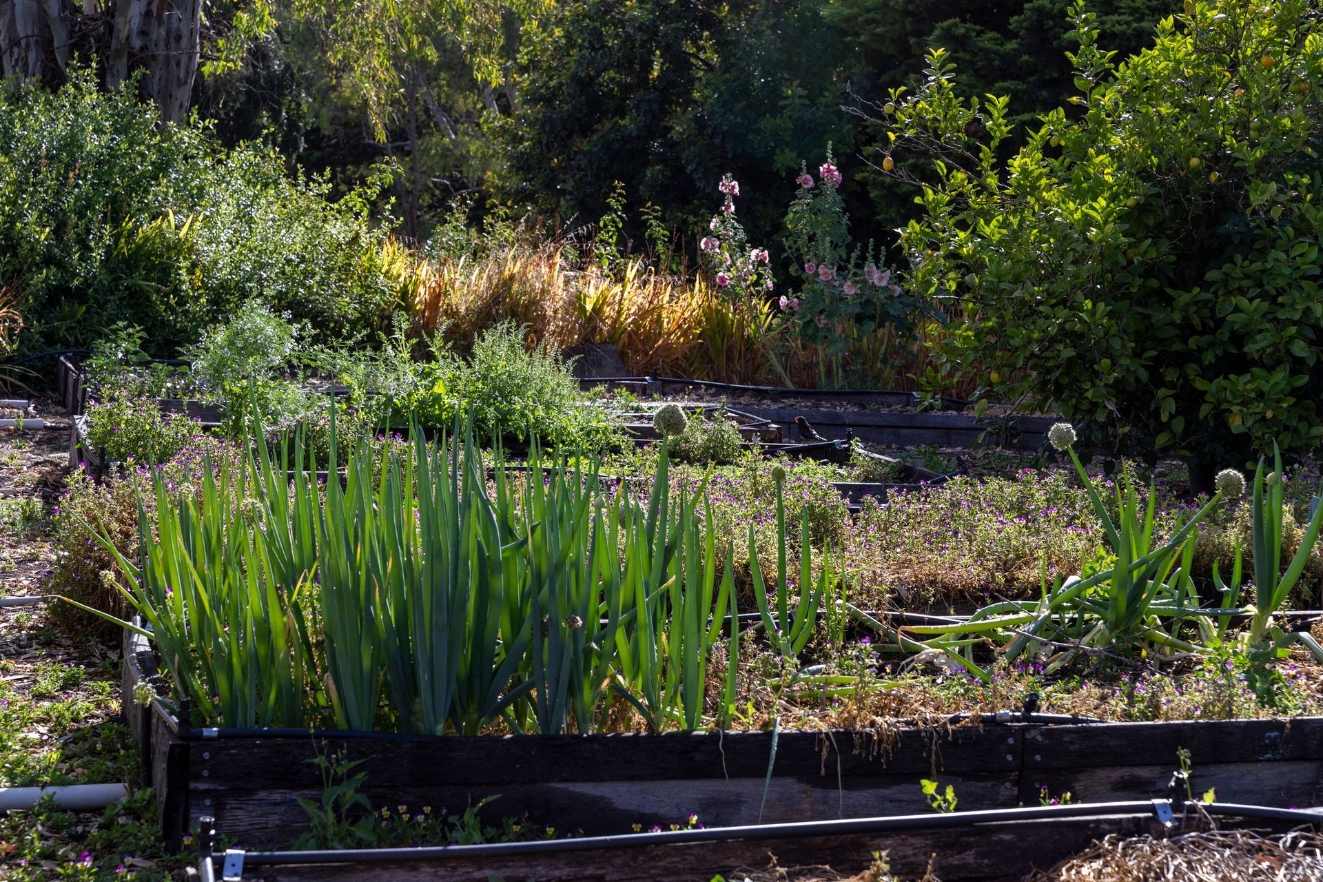 Three construction vehicles, including a blue Toyota skid steer, on a dirt field under a cloudy sky.