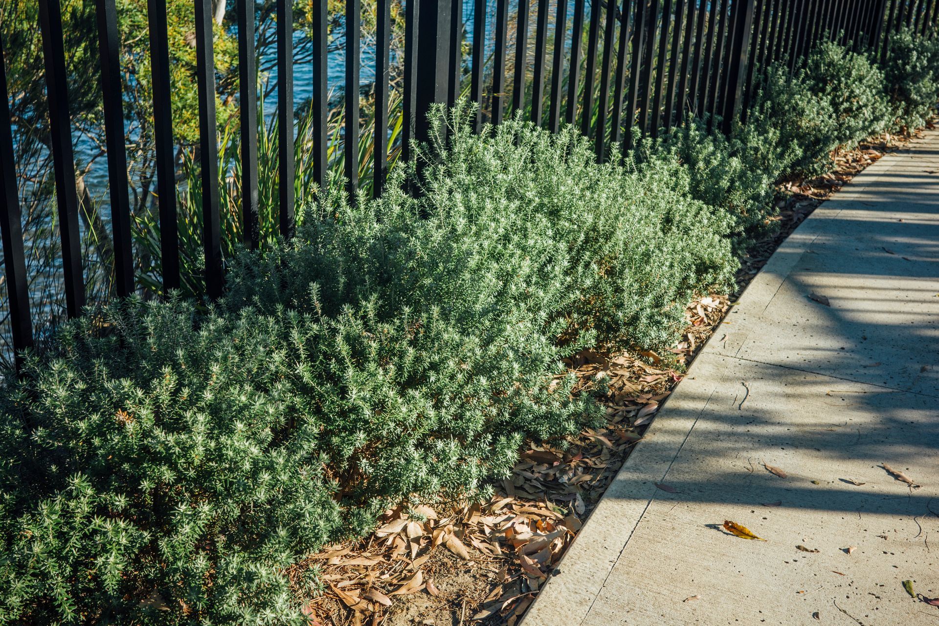 Man installing sod in a backyard, sunny day. Rolls of sod on the ground near a wooden deck.