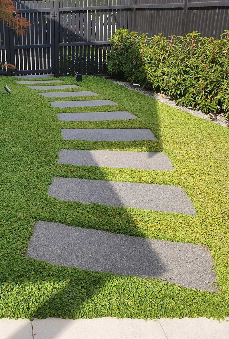 Stepping stones through green ground cover in a backyard with a fence.