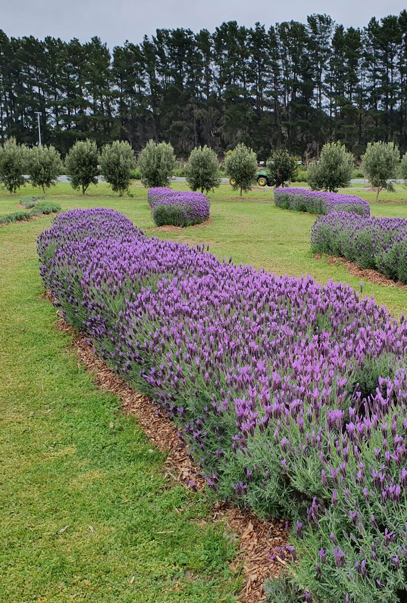 Rows of blooming lavender plants with purple flowers, green grass, and trees in background.