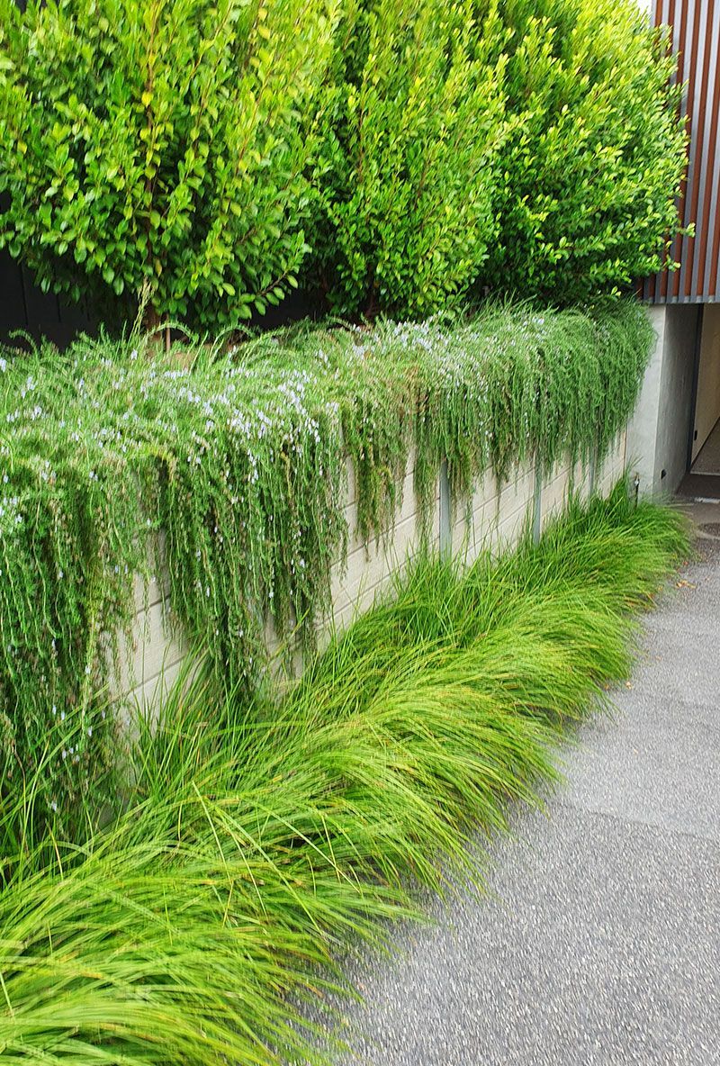 Green wall with cascading plants and a strip of long, green grass next to a concrete walkway.