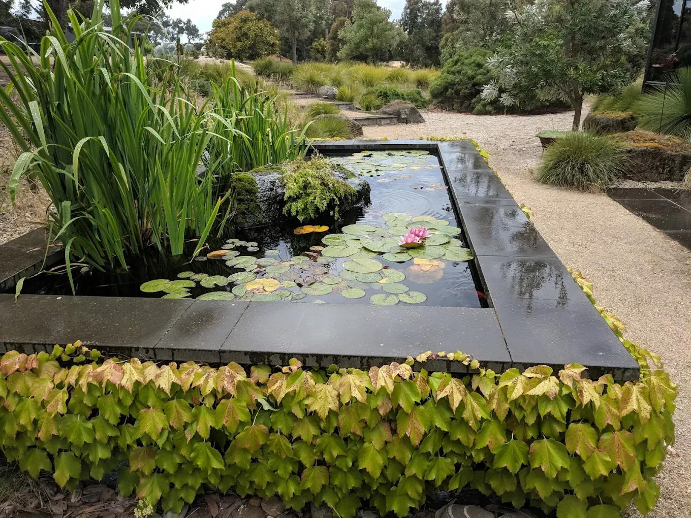 Rectangular water garden with lily pads, lush plants, and a border of ivy.