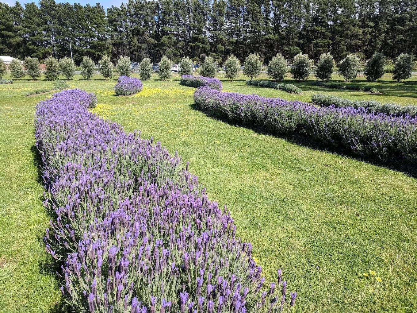 A gravel path curves through a garden bed with colorful plants under a blue sky.