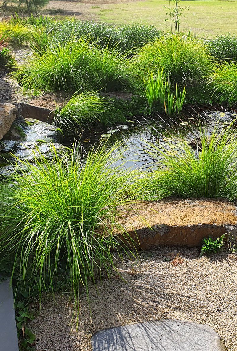 Lush green plants surround a small pond with lily pads, framed by rocks and a gravel pathway.