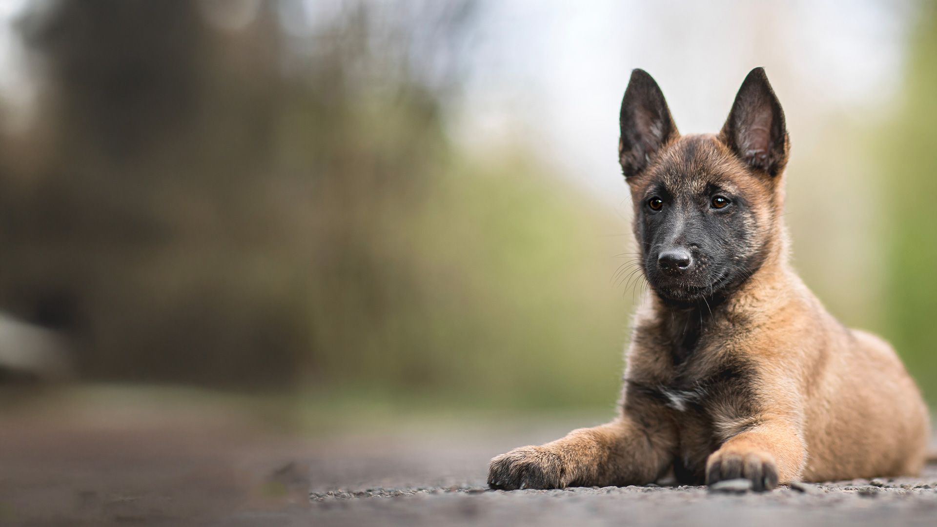 A puppy is laying down on the ground and looking at the camera.