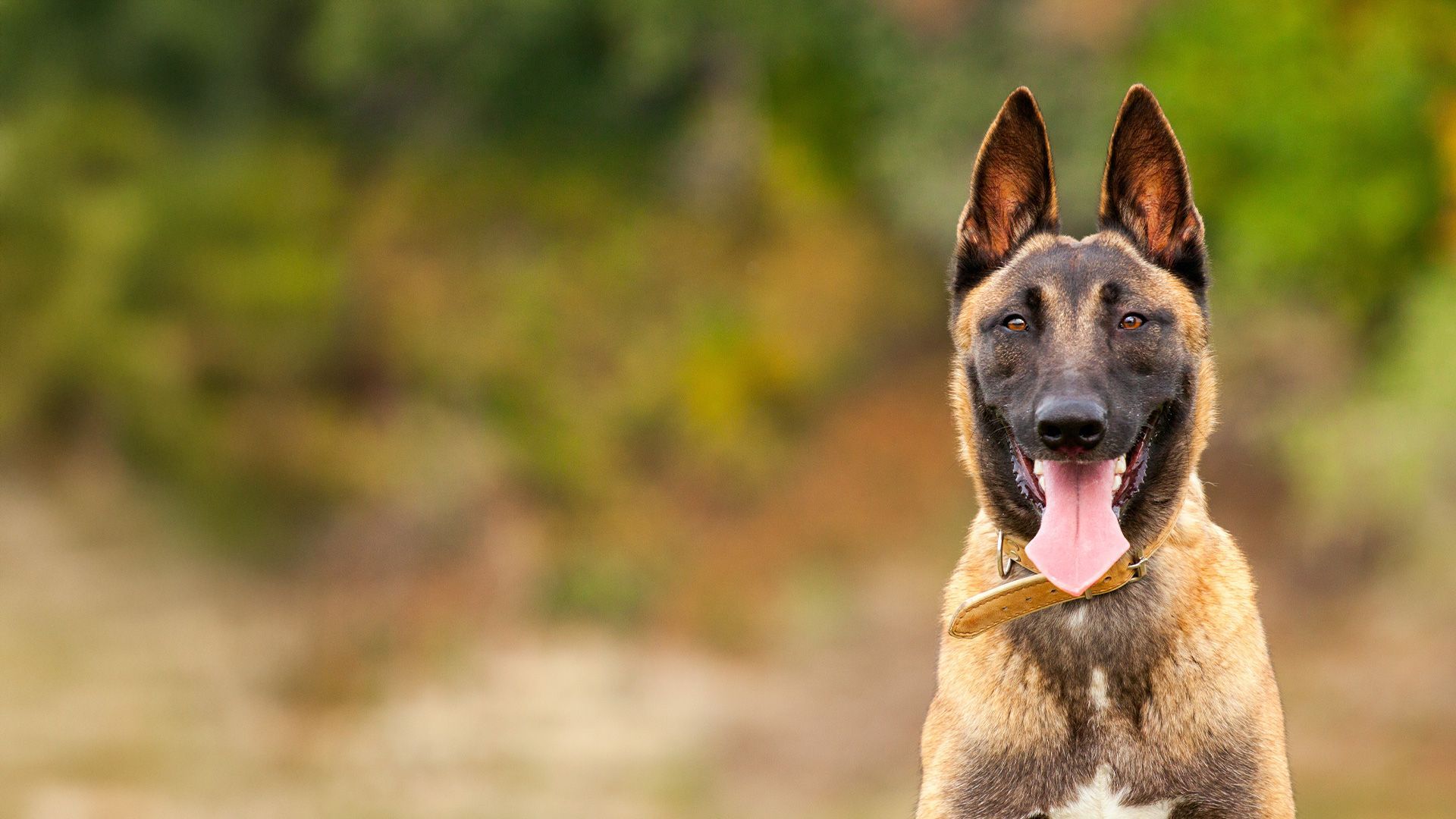 A belgian malinois dog is standing in a field with its tongue hanging out.