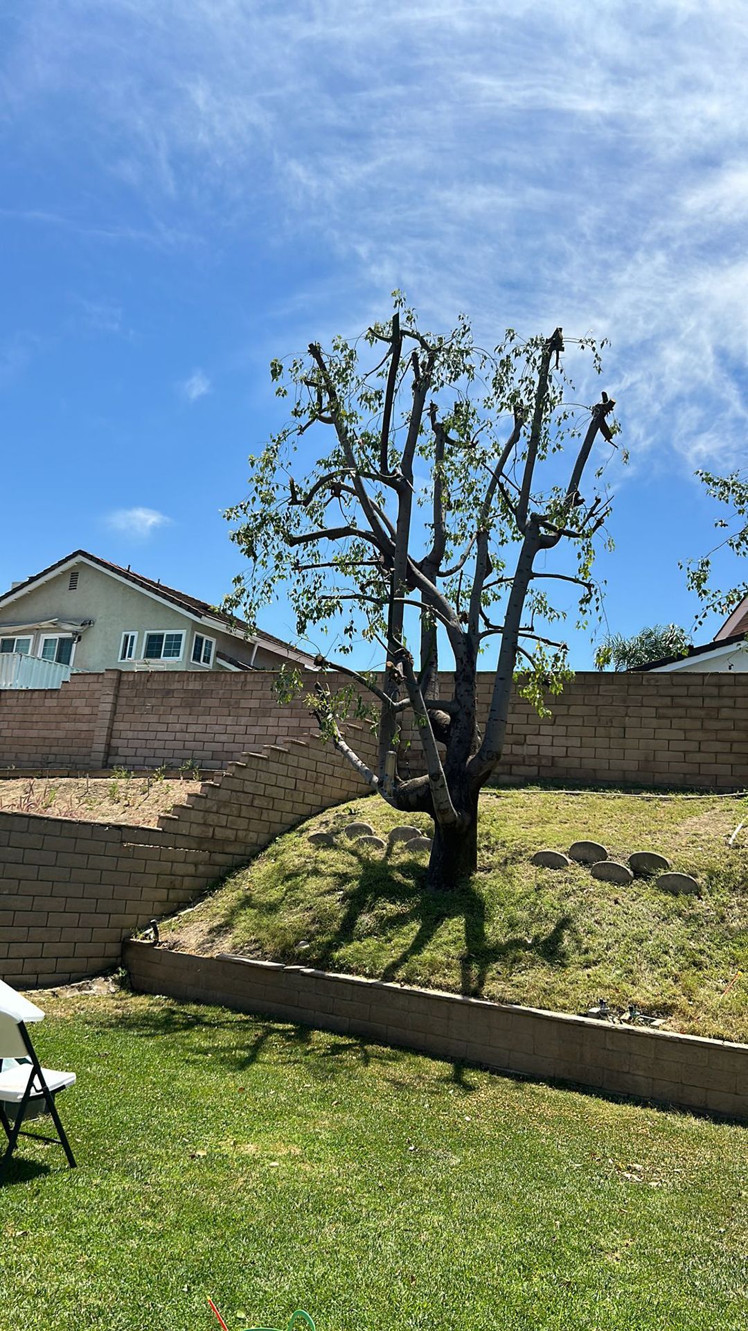 A tree in a backyard with a fence and a house in the background