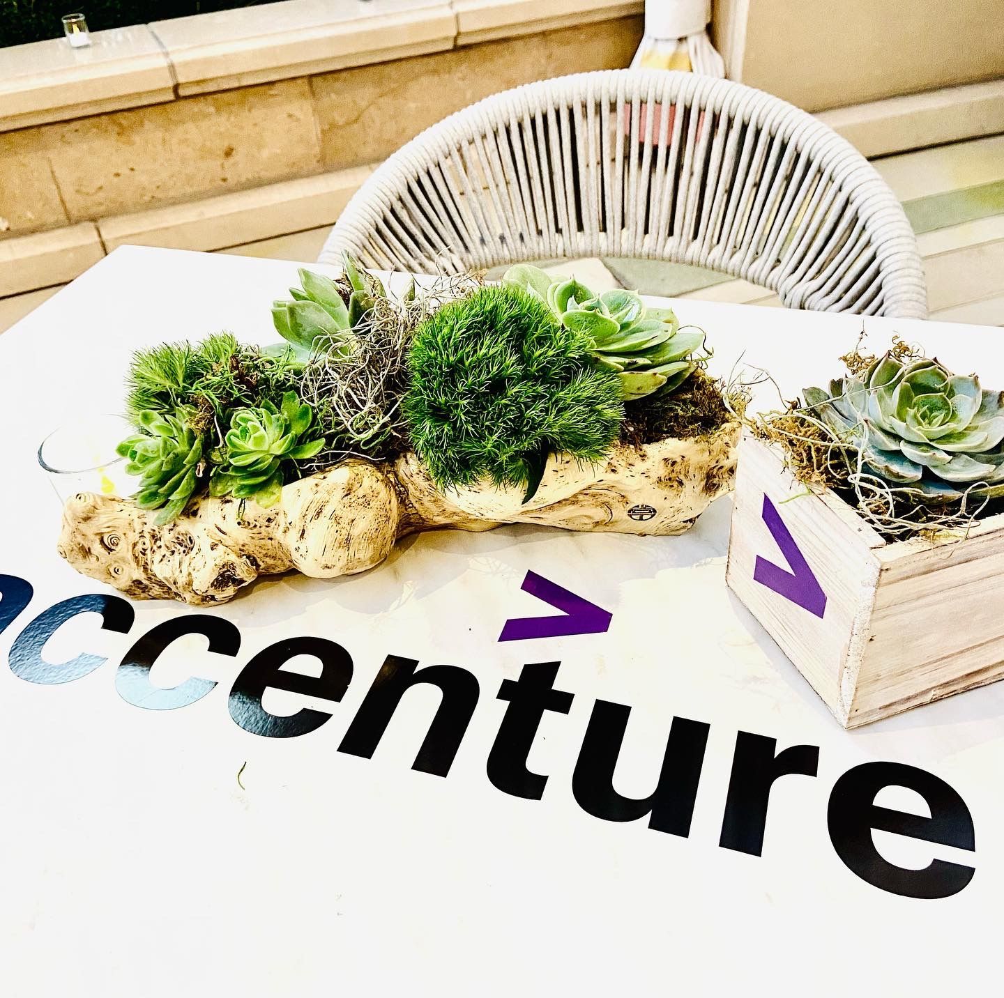 Succulents and driftwood sustainable corporate centerpieces
