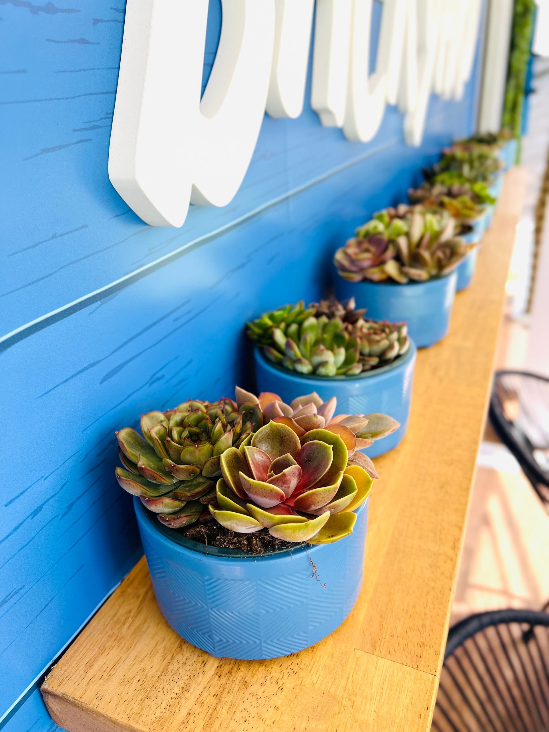 Succulent decor corporate
