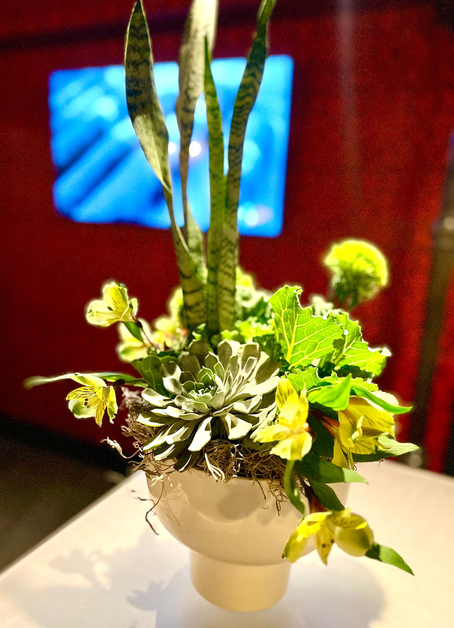 Sustainable succulent arrangement