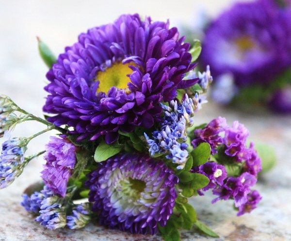 A bunch of purple flowers with a yellow center