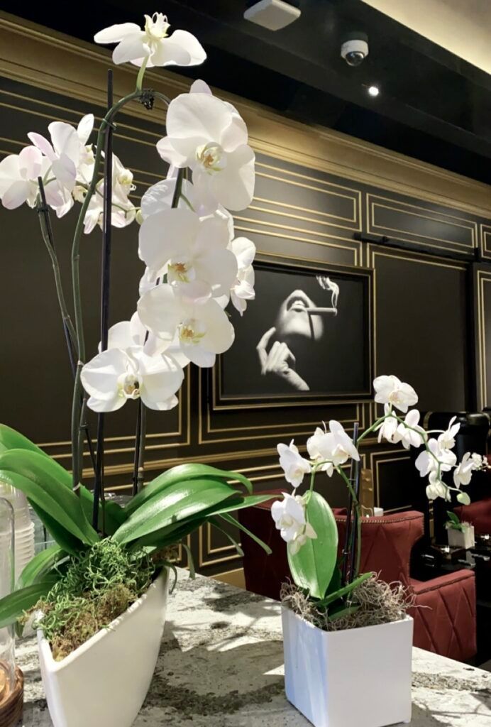 White orchids in white pots on a table in a room