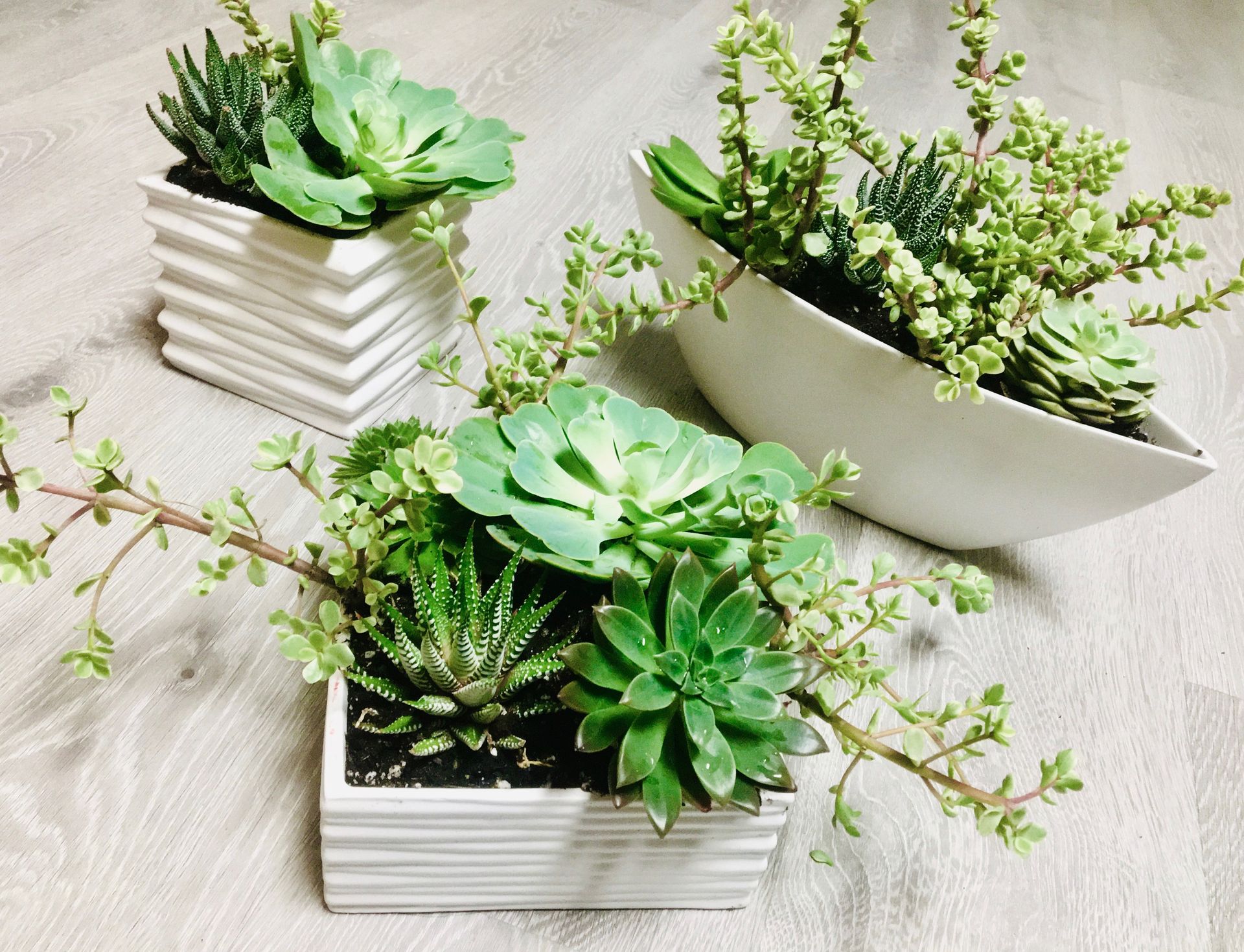 Three potted plants are sitting on a wooden floor