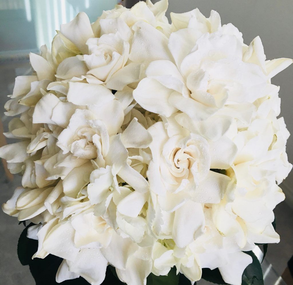 A bunch of white flowers are sitting on a table