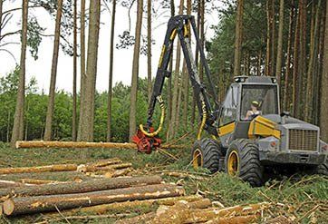 Tree Removal - Construction Services in Seaside, OR
