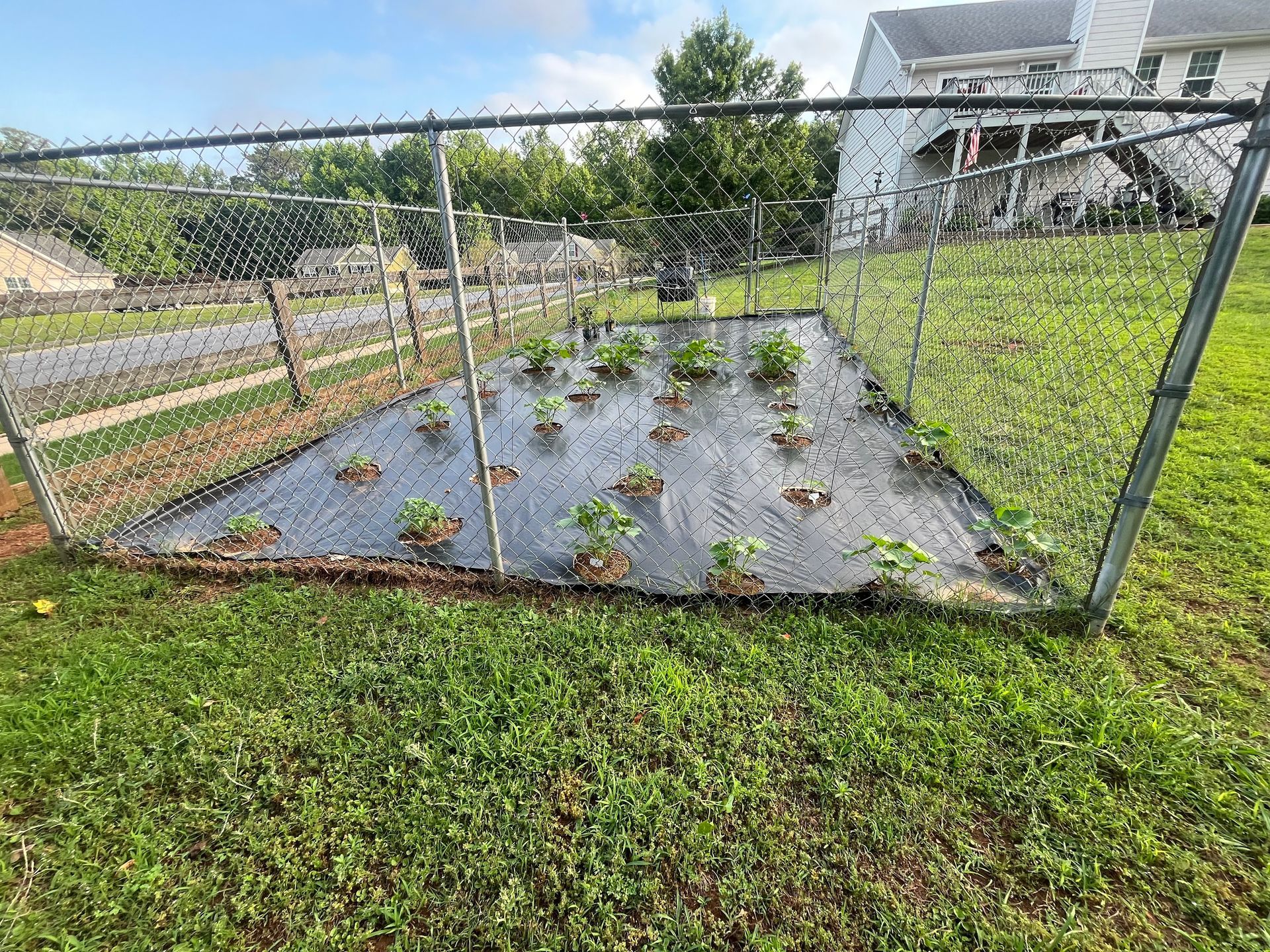 A fenced-in garden bed with young plants sprouting through black landscape fabric on a grassy lawn.