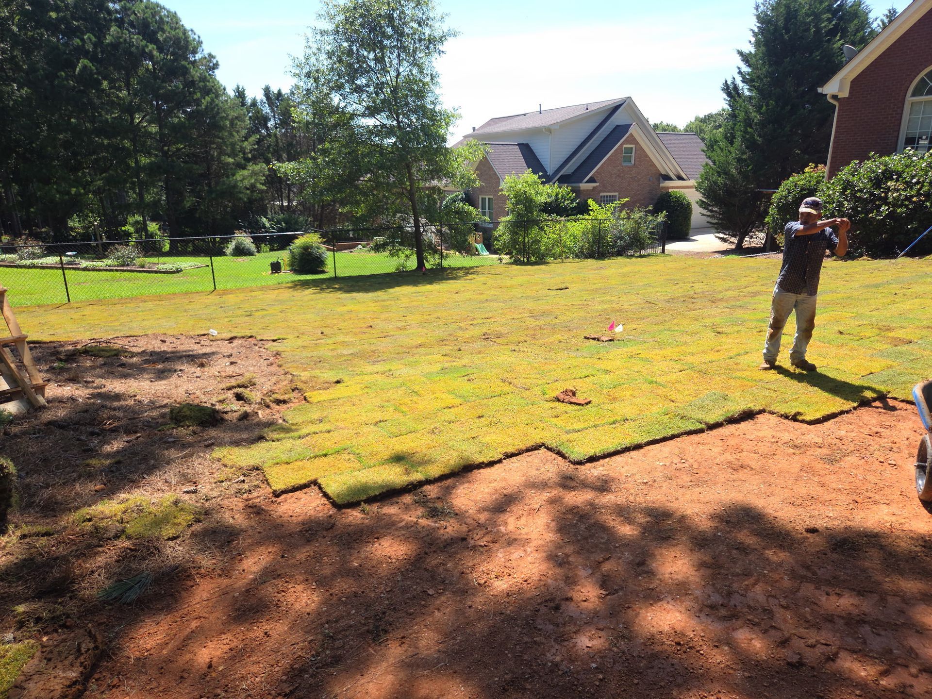 Young trees planted in a grassy area with green and brown ground cover.