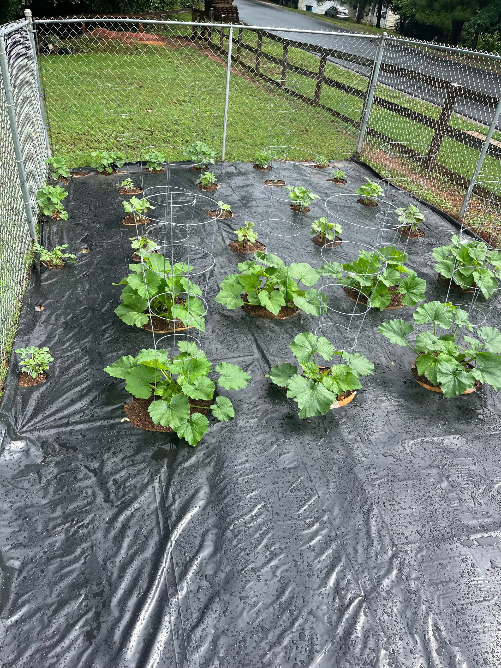 Vegetable garden with green plants growing through black fabric, enclosed by a wire fence.