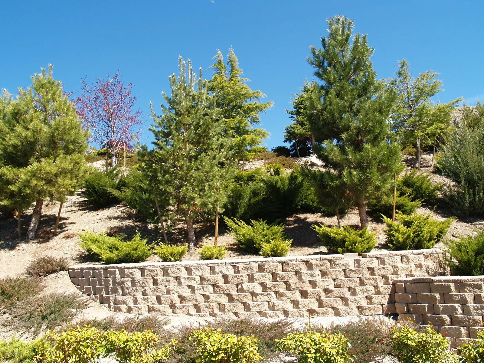 Terraced landscaping with trees and bushes against a bright blue sky.