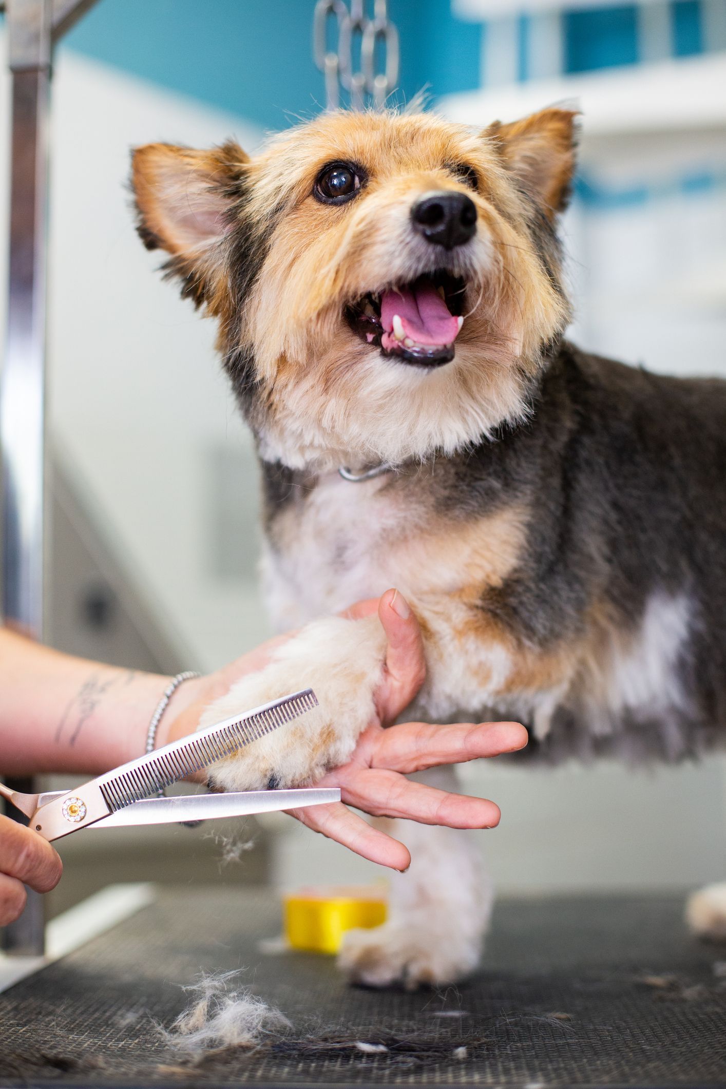 Dog being groomed at a salon; grooming tools held near its paws.
