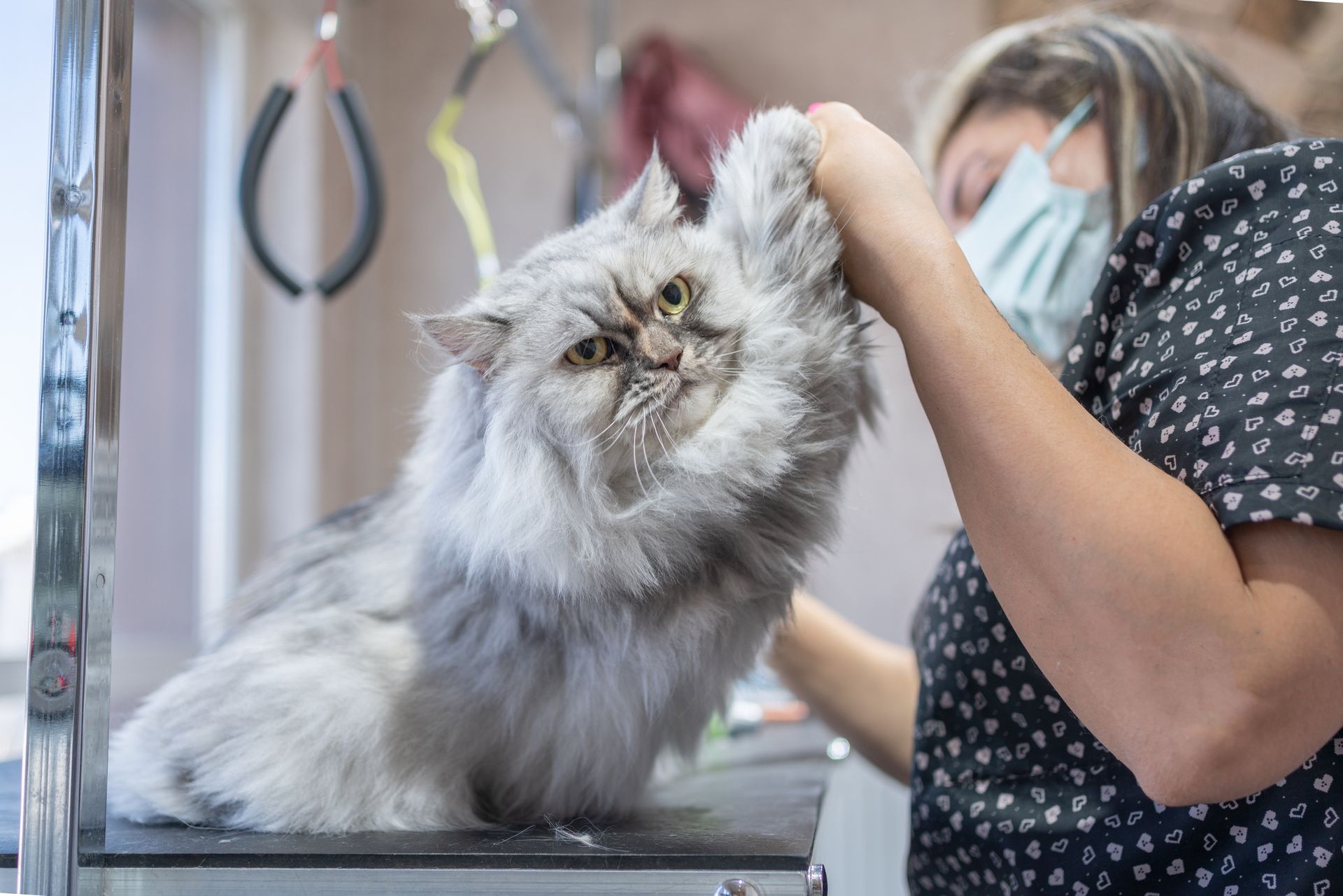 Cat at grooming appointment, having paw checked by a person wearing a face mask. Interior, light gray cat.