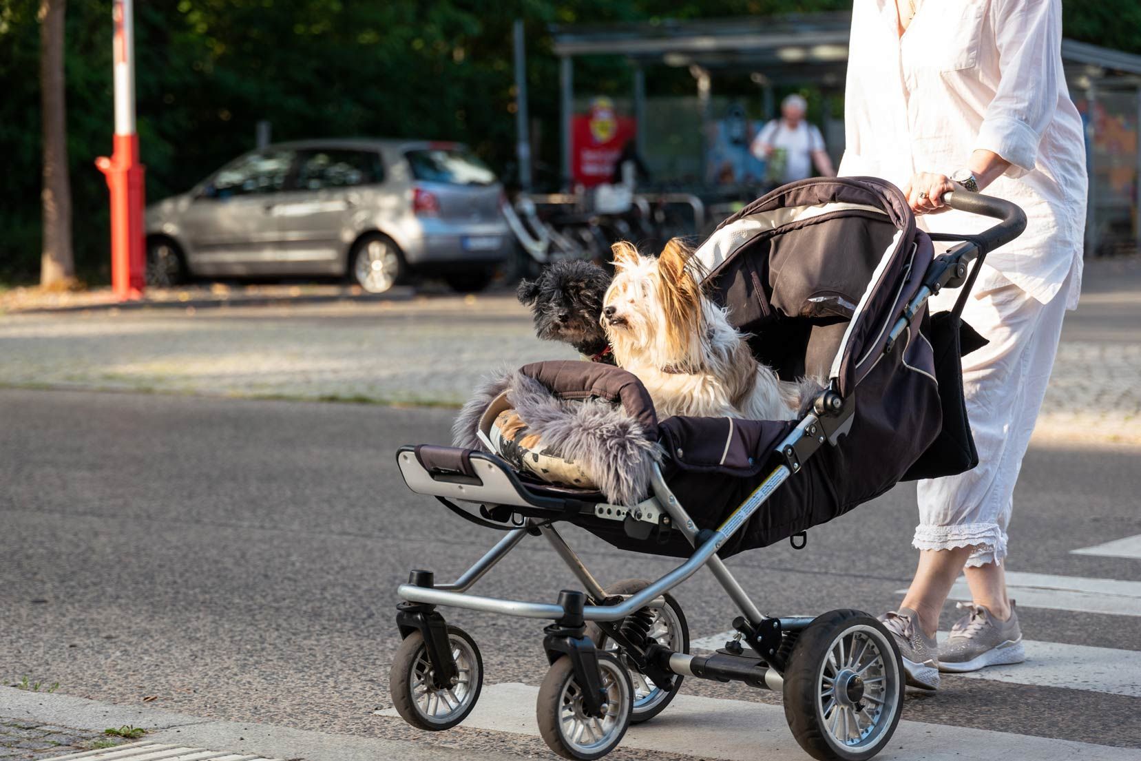 A woman pushing a buggy with two dogs — Memphis, TN — Fairfax Manor Townhomes