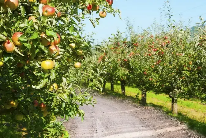 A dirt road in an orchard lined with apple trees.