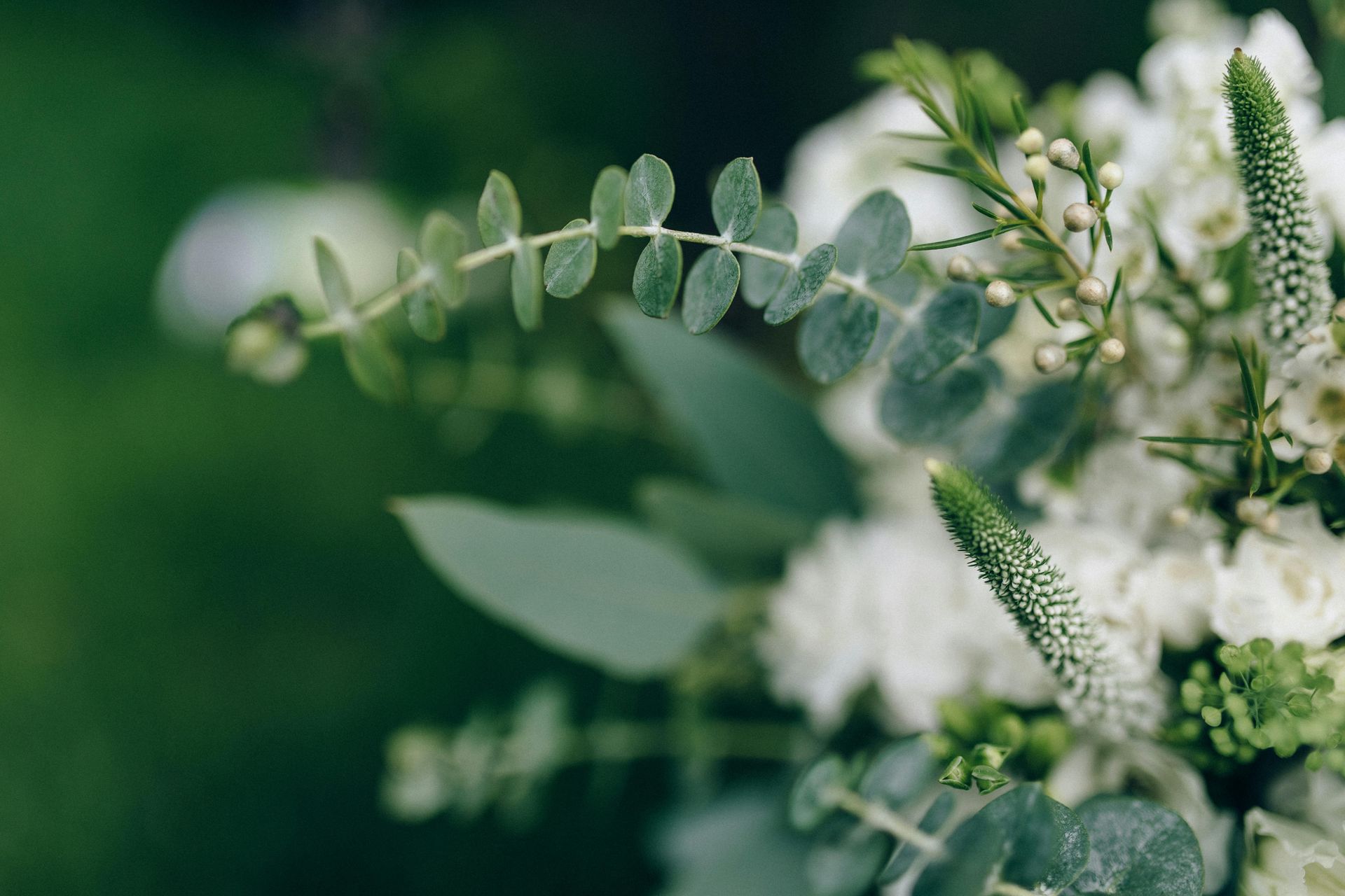 White flowers and green foliage against a blurred green background.