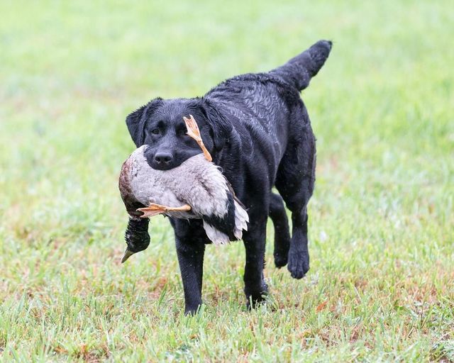 Knollwood Labradors | Memphis | Breckin's Walking In Memphis At