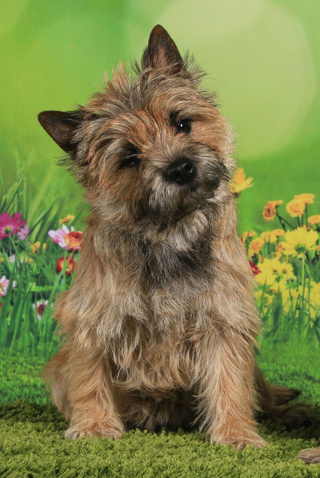 Chiots Terrier Brun