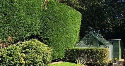 Hedge cutting