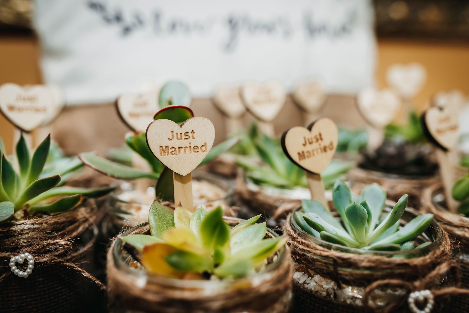 Succulents in small pots with