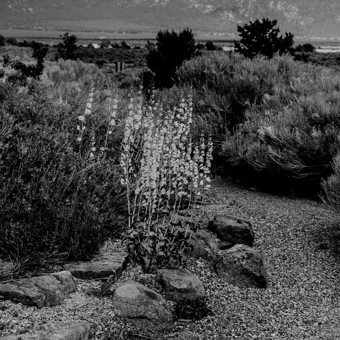 A black and white photo of a field with flowers and rocks
