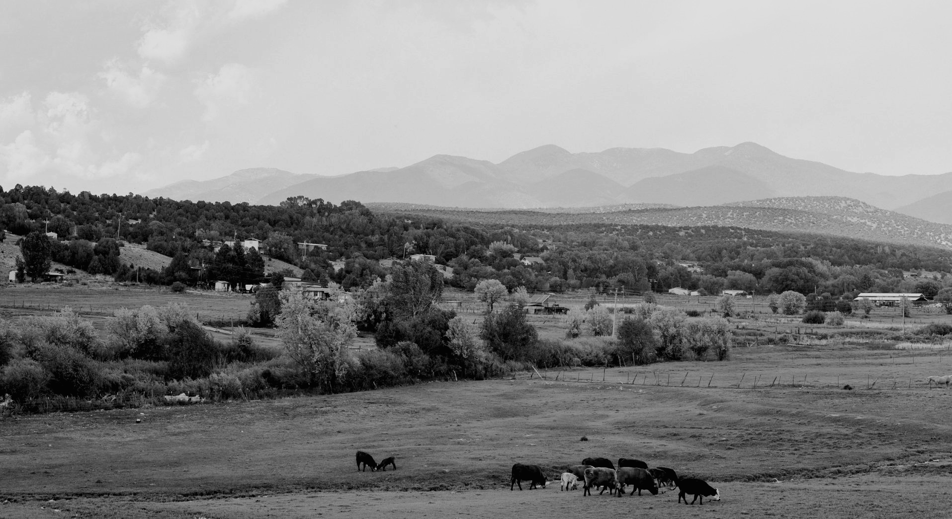 A black and white photo of a herd of cows grazing in a field with mountains in the background.