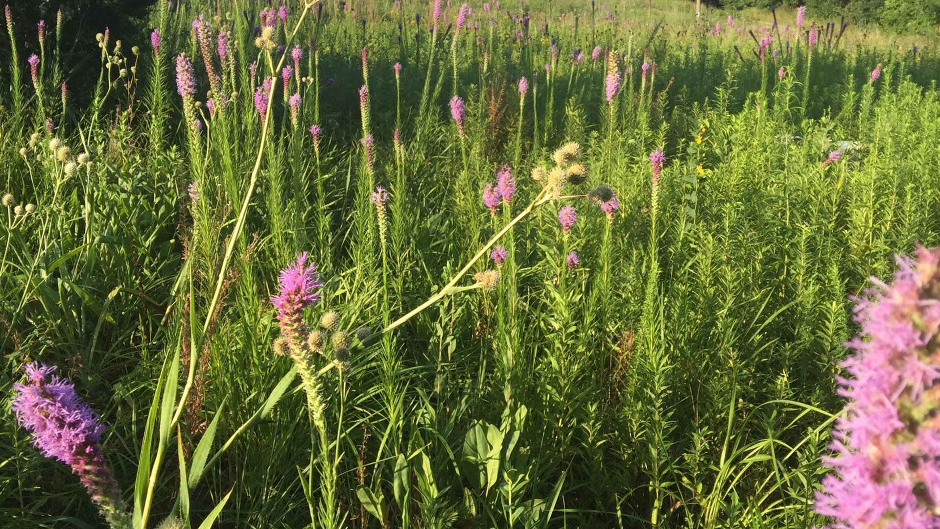 Field of tall green grass and purple wildflowers, illuminated by sunlight.