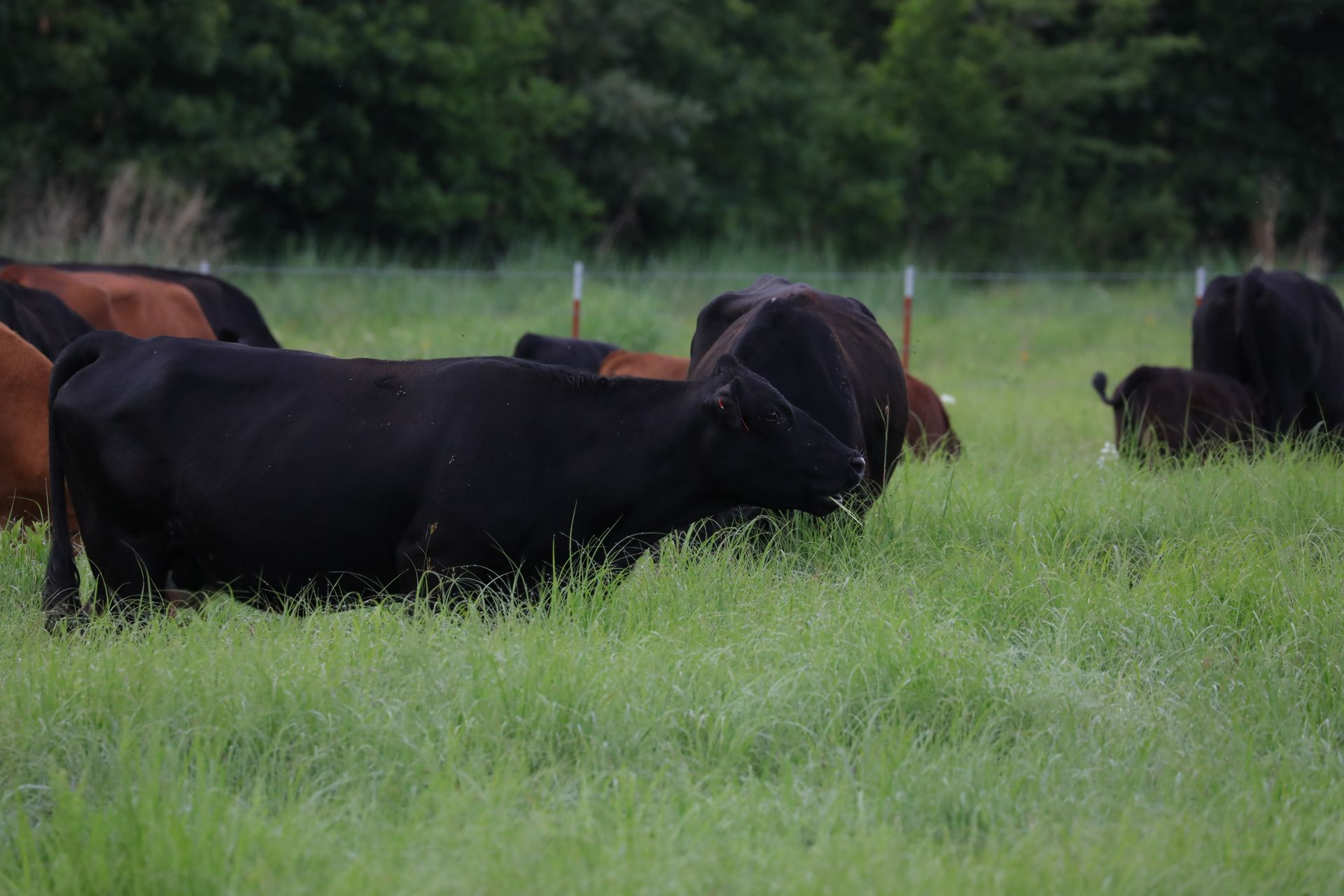 Cows grazing in a grassy field, near a fence, with a dark green background of trees.