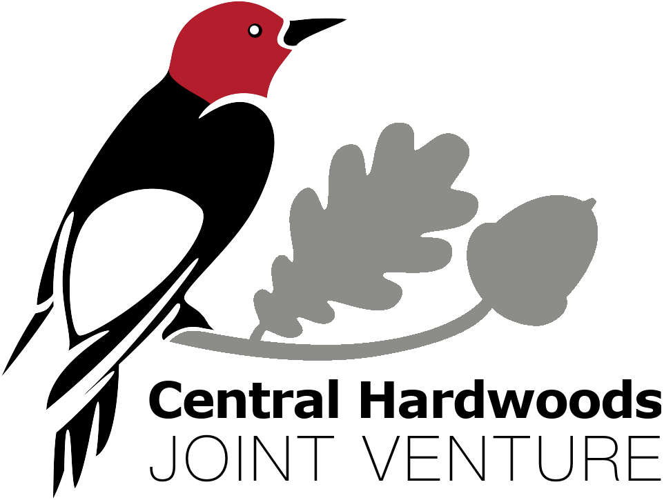 Black and red woodpecker perched on gray oak branch with acorn;