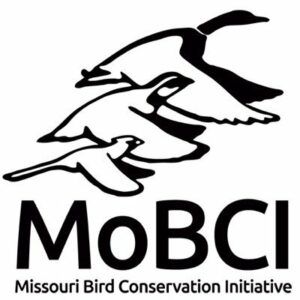 Three birds in flight above the words