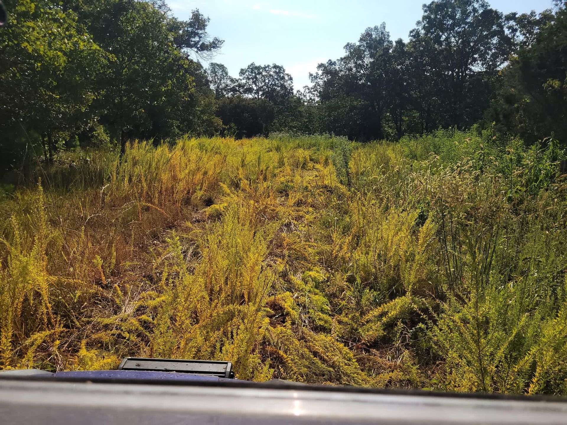 Field of yellow and brown coneflowers and purple wildflowers, sunny outdoor setting.