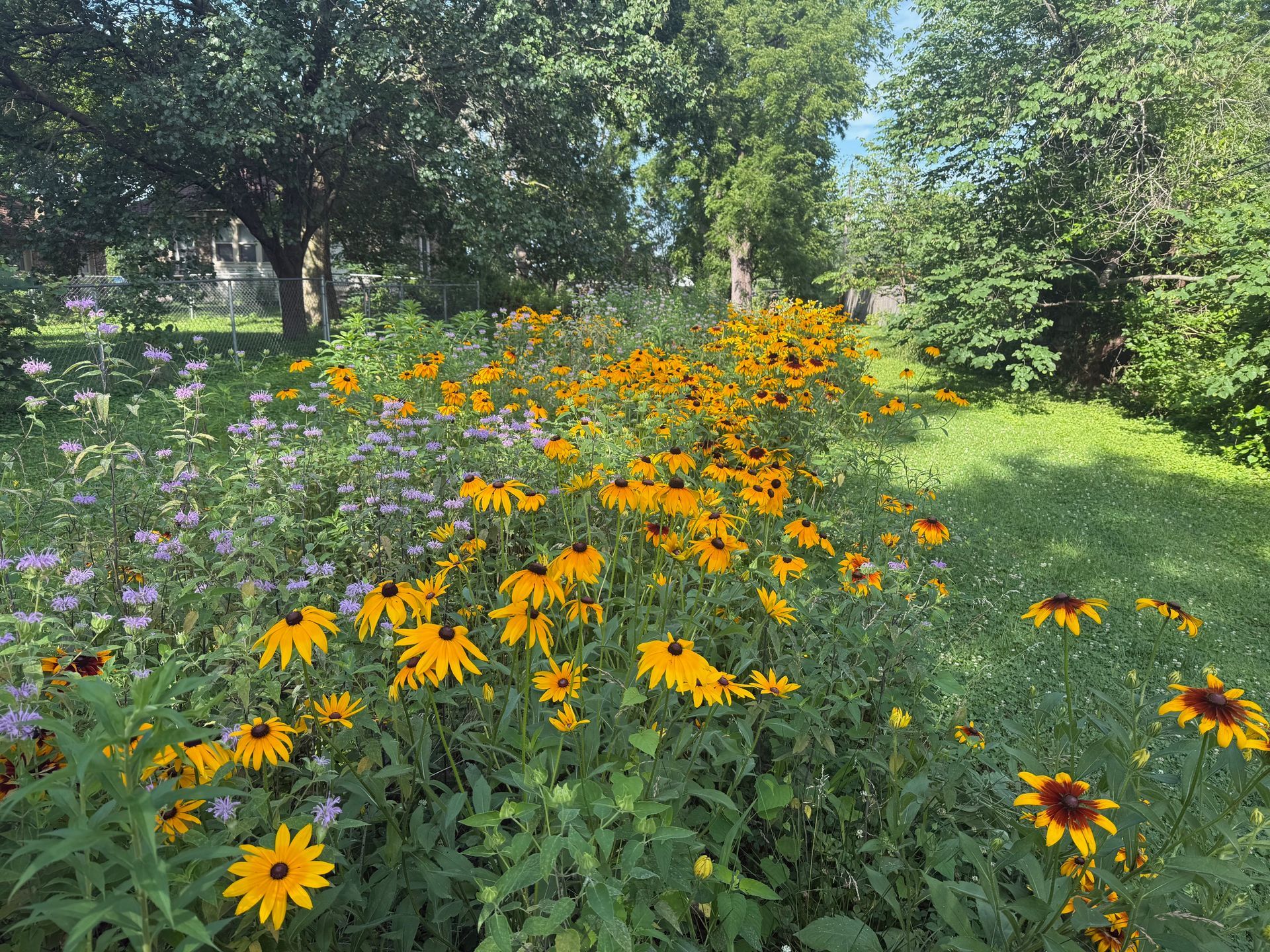 Field of yellow and brown coneflowers and purple wildflowers, sunny outdoor setting.